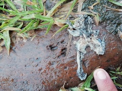 Lithobates neovolcanicus