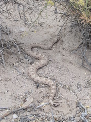 Crotalus cerastes cerastes