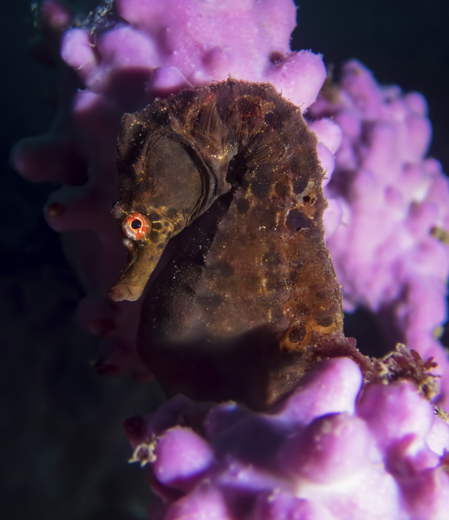 Bigbelly Seahorse from Jervis Bay NSW, Australia on November 18, 2017 ...
