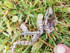 Lithobates neovolcanicus