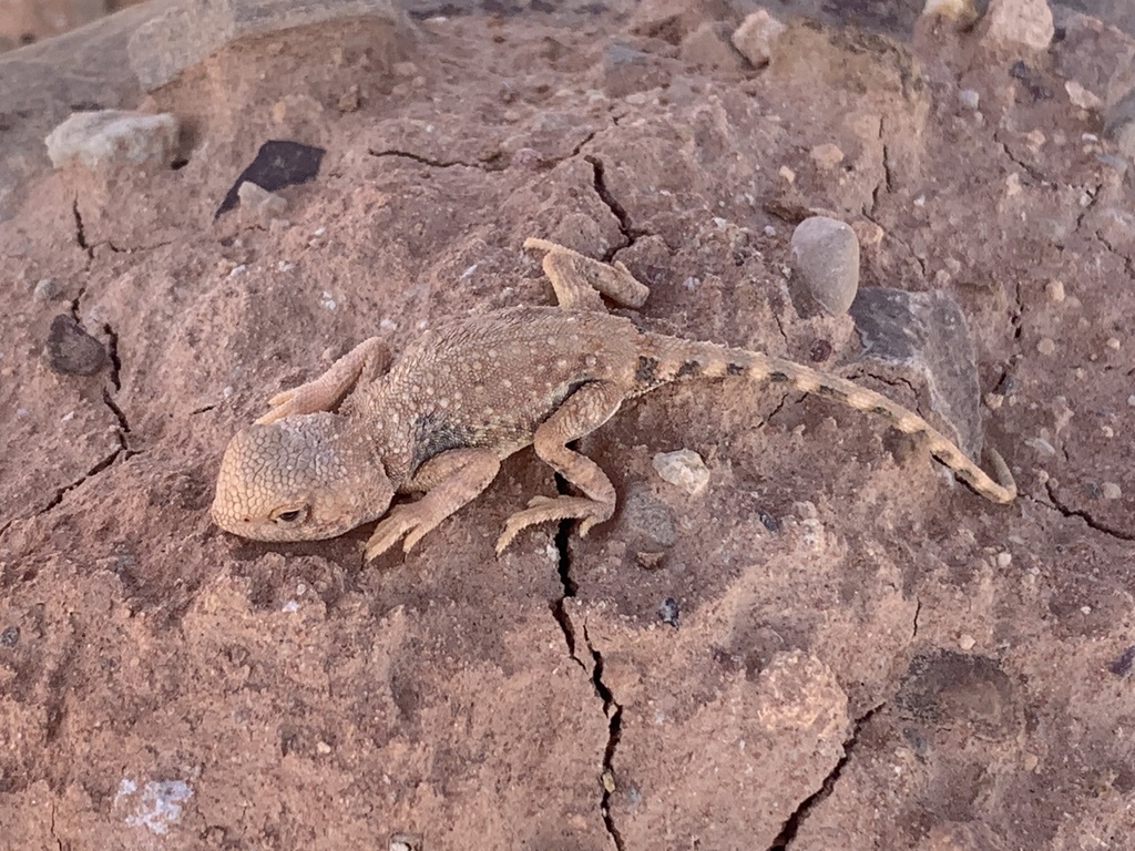 Gibber Earless Dragon