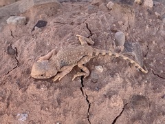 Gibber Earless Dragon photo 1