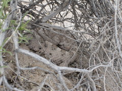 Crotalus cerastes cerastes