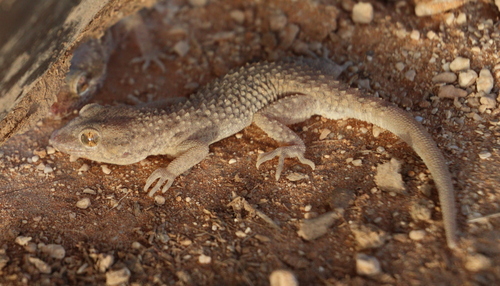 Southern Tuberculated Gecko