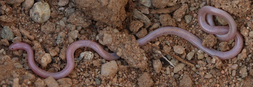 Nurse's Blind Snake