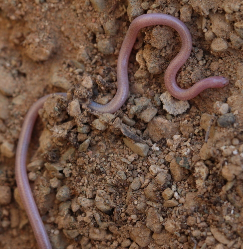 Photo of a Nurse's Blind Snake (Myriopholis nursii)
