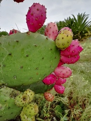 Opuntia jaliscana