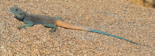 Hadramaut Agama, Acanthocercus adramitanus