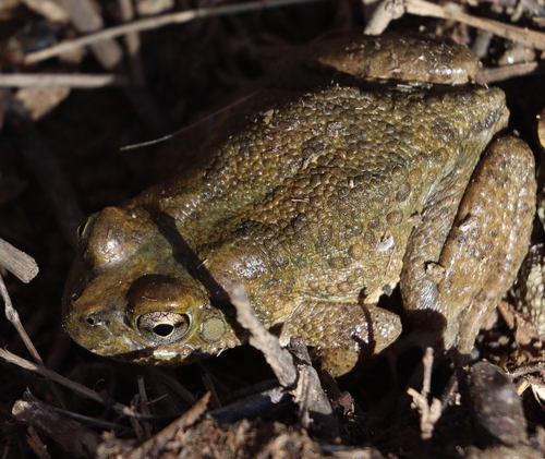 Arabian Toad