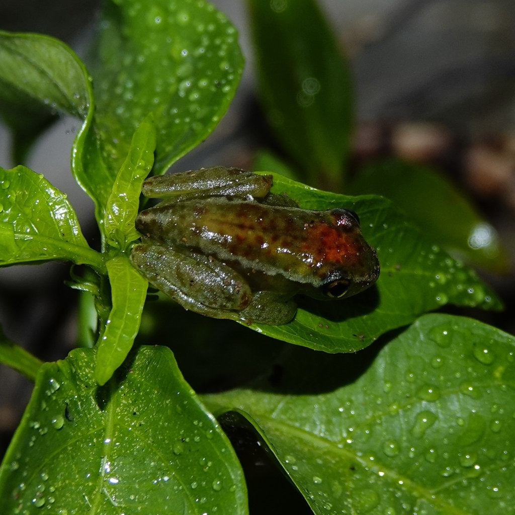 Tanatana Bright-Eyed Frog