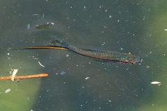 Xiphophorus hellerii