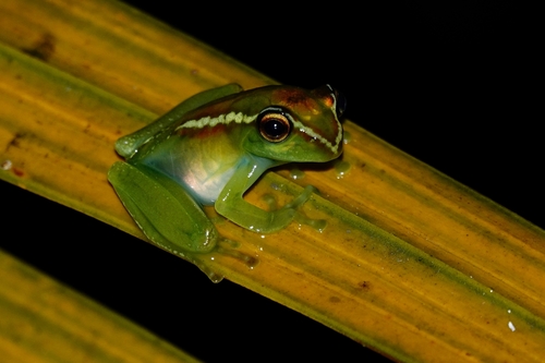 Tanatana Bright-eyed Frog, Boophis andohahela