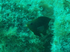 Stegastes rectifraenum