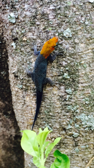 Gonatodes albogularis fuscus