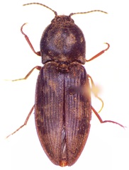 Prosternon tessellatum