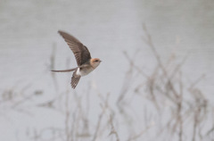 Fairy Martin photo 5