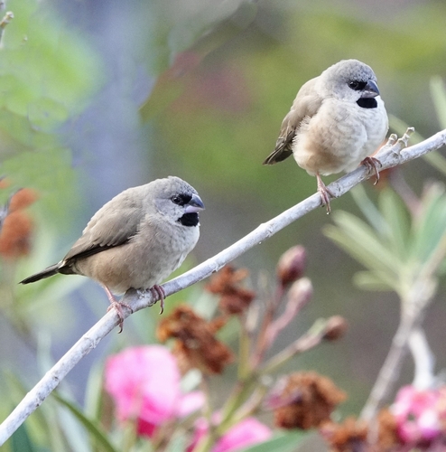 Madagascar Mannikin (Lepidopygia nana), photo 10