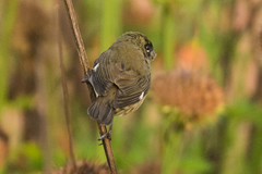 Sporophila luctuosa