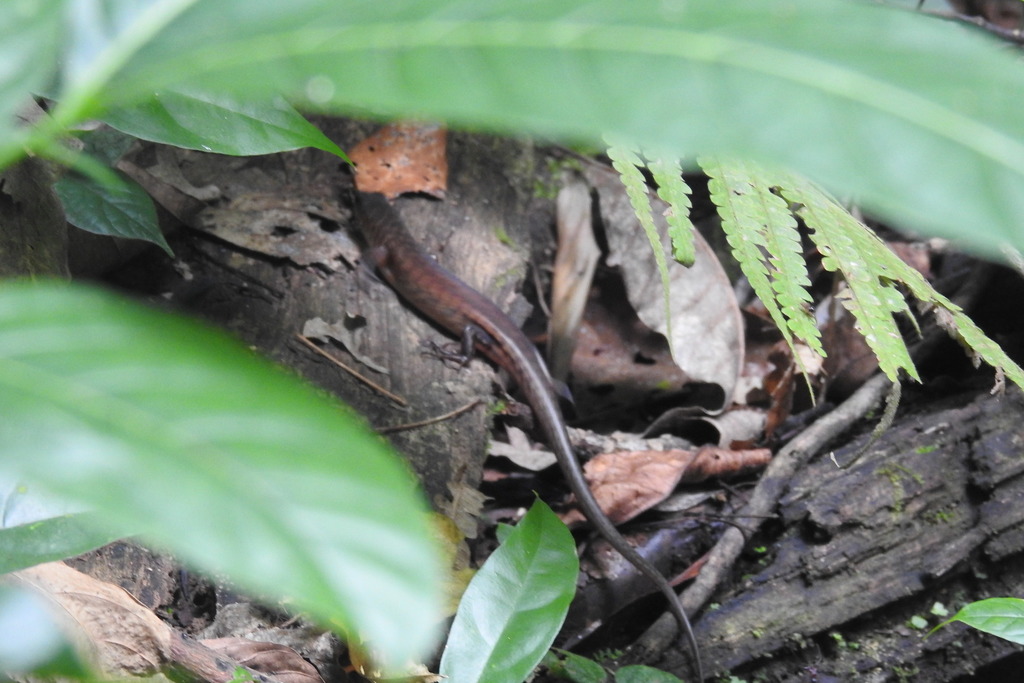 Aurora Mountain Skink