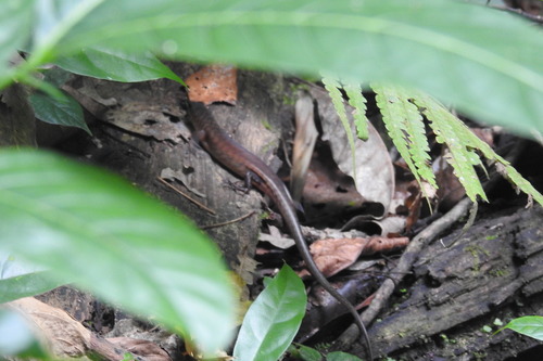 Aurora Mountain Skink