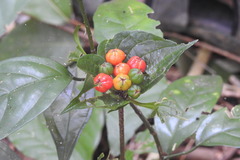 Tacca palmata