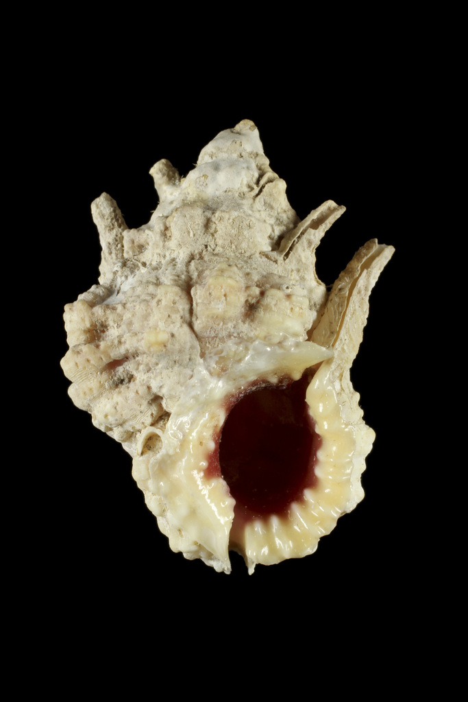 Bursa rosa