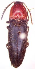 Elater ruficollis
