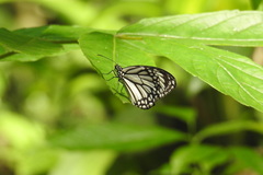 Danaus melanippus edmondii