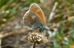 Coenonympha rhodopensis