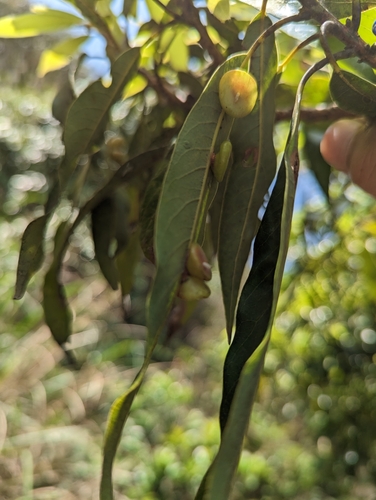 Actinodaphne acuminata iNat (1)