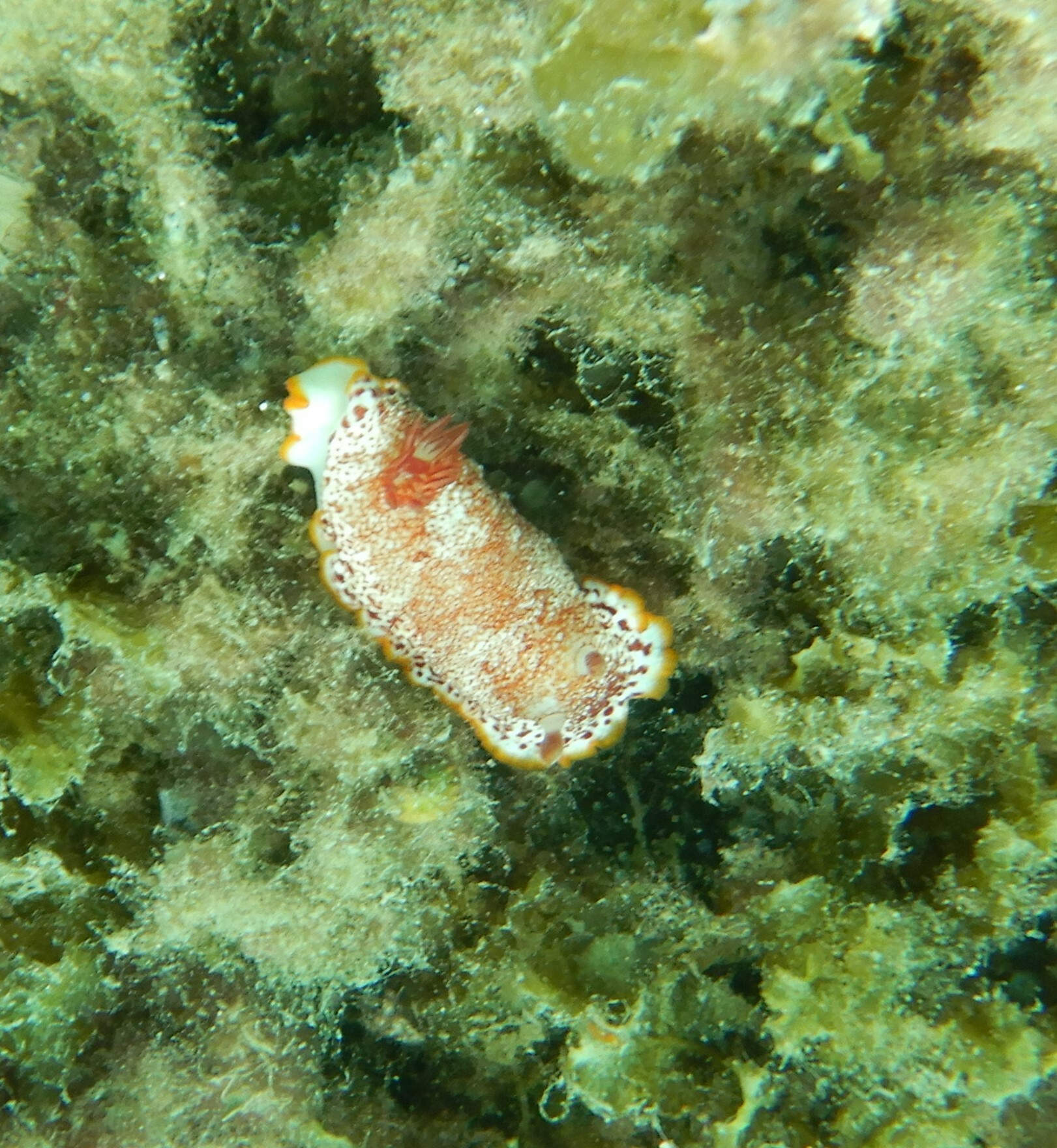 染色網鰓海兔 (染斑多彩海蛞蝓) Goniobranchus tinctorius