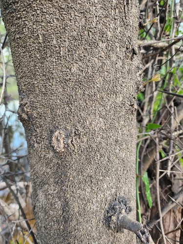 Image of Gleditsia aquatica by (c) Scott Allen Davis, some rights reserved (CC BY)