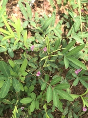 Tephrosia pedicellata