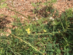 Chamaecrista mimosoides