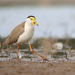 Masked Lapwing - Photo (c) orion_05, some rights reserved (CC BY-NC), uploaded by orion_05