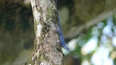 Anolis gorgonae