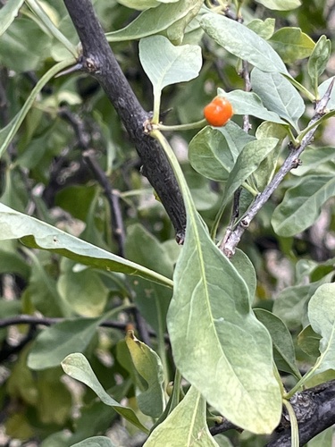 Arabian boxthorn