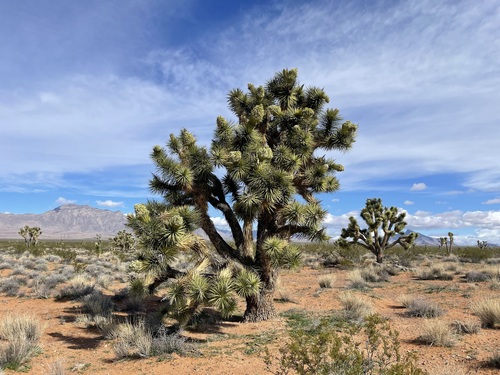 Eastern Joshua tree