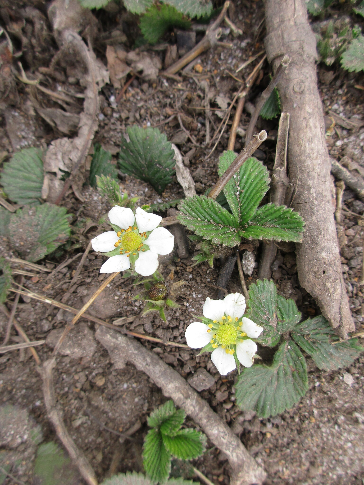 Fragaria vesca (Fragaria vesca)