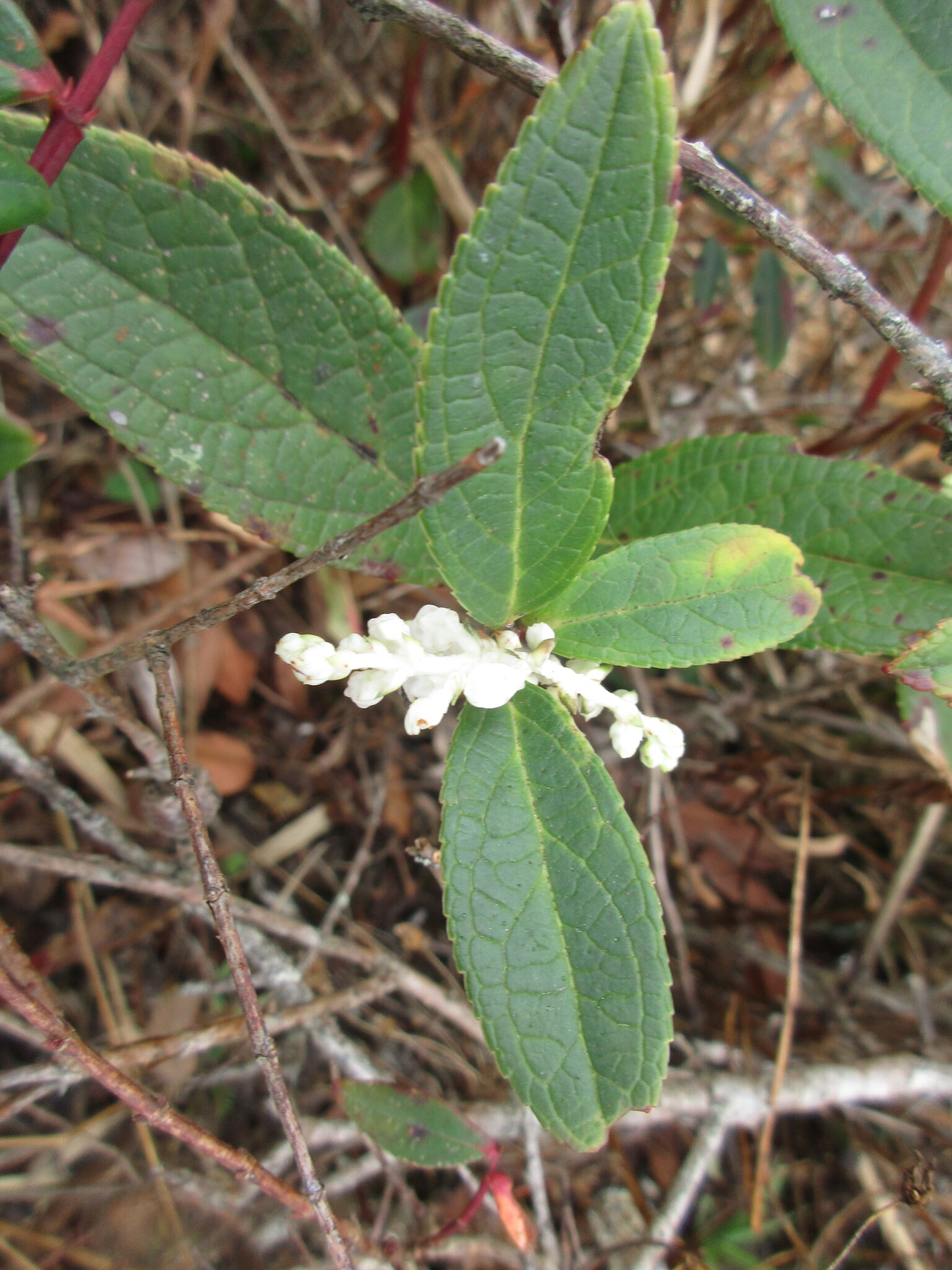 Gan tiền thơm (Gaultheria fragrantissima)