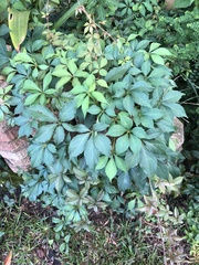 Parthenocissus quinquefolia image