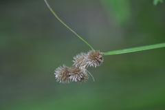 Carex bebbii