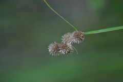 Carex bebbii