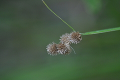 Carex bebbii