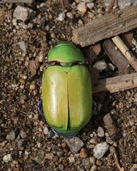 Chrysina beyeri
