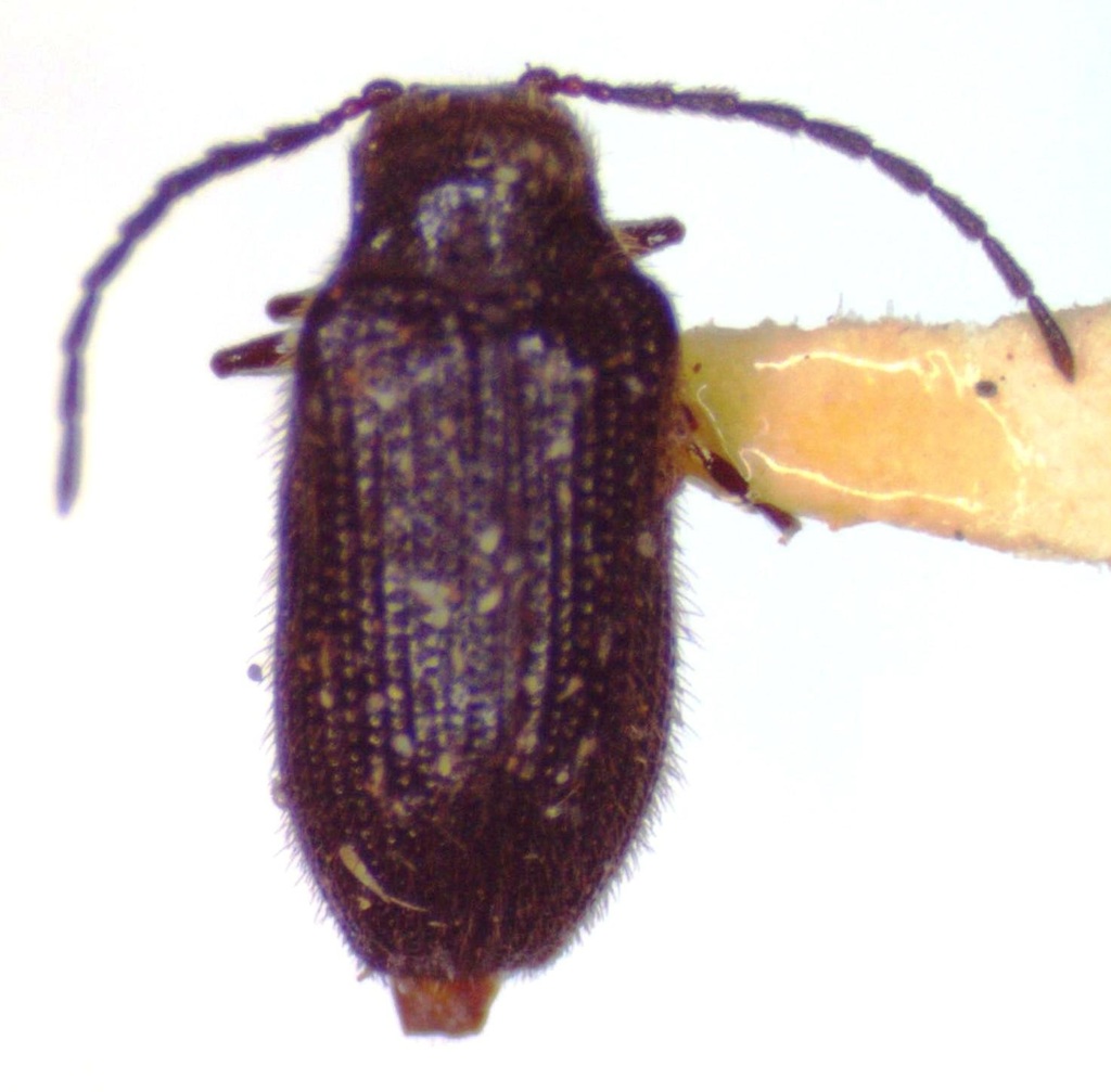 Eurypogon harrisii
