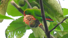 Loriculus philippensis