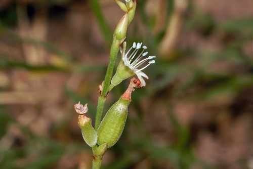 Oxygonum dregeanum image