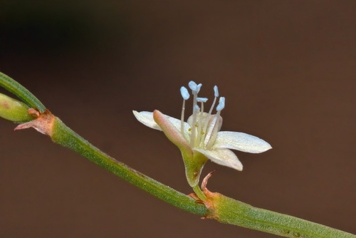 Oxygonum dregeanum image