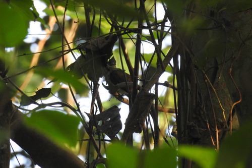 Microtarsus urostictus